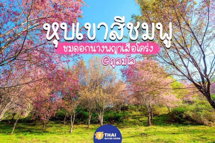 ซากุระเมืองไทย ไม่ต้องไปไกลถึงญี่ปุ่น กับหุบเขาสีชมพู ภูลมโล