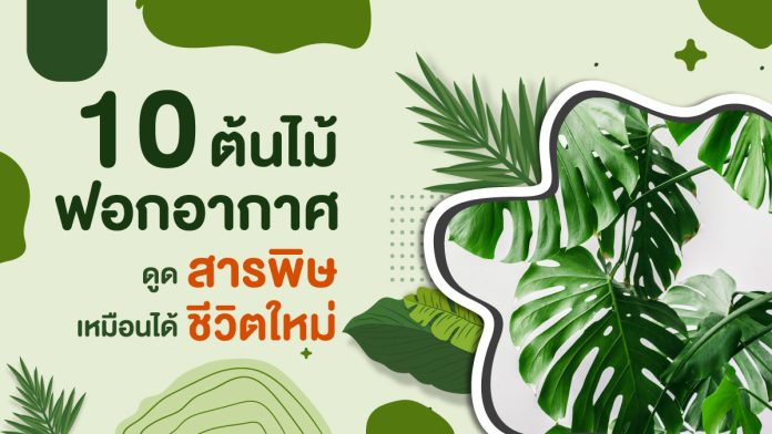 10-ต้นไม้ฟอกอากาศ-ดูดสารพิษ-เหมือนได้ชีวิตใหม่