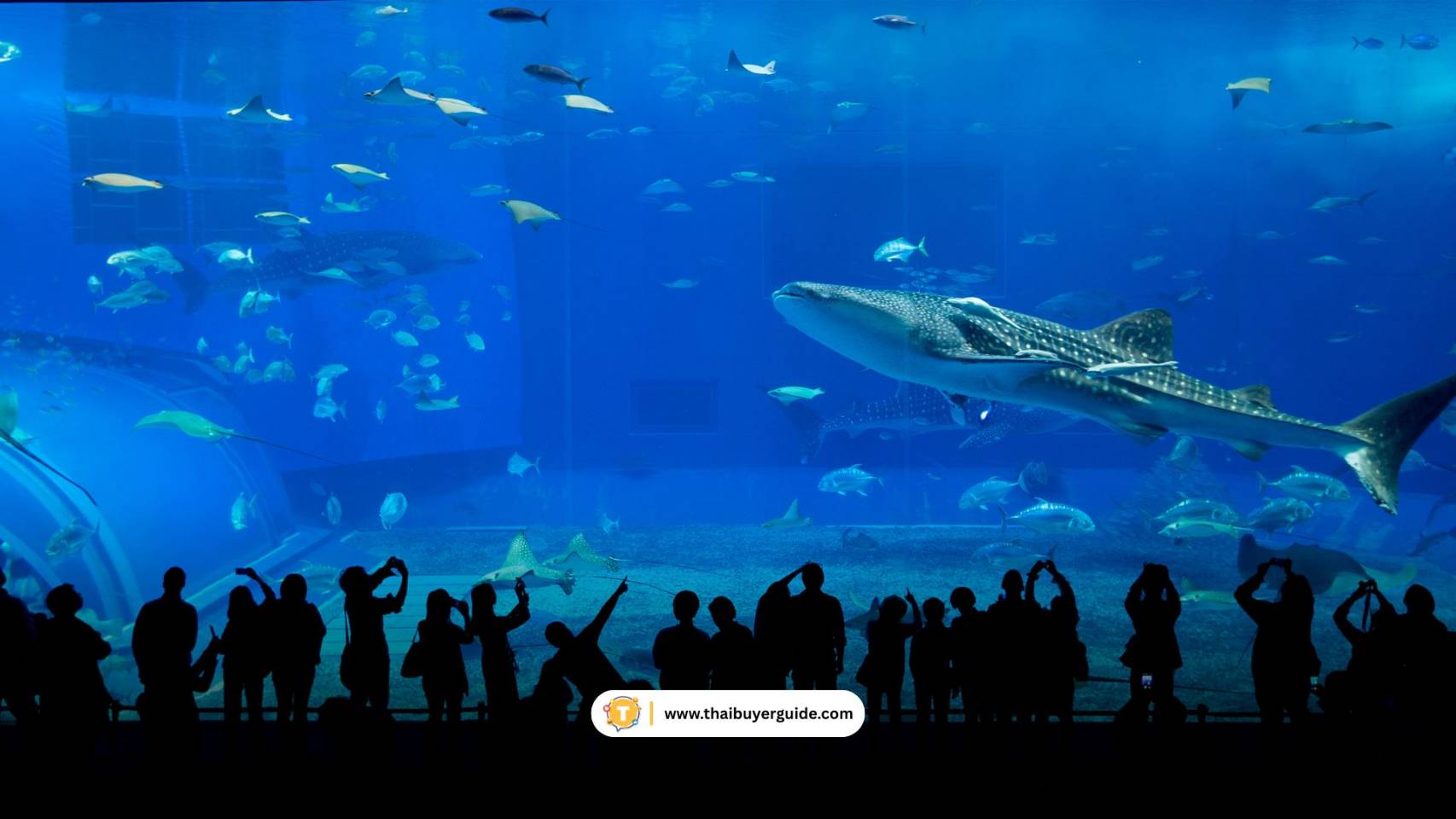 Okinawa Churaumi Aquarium