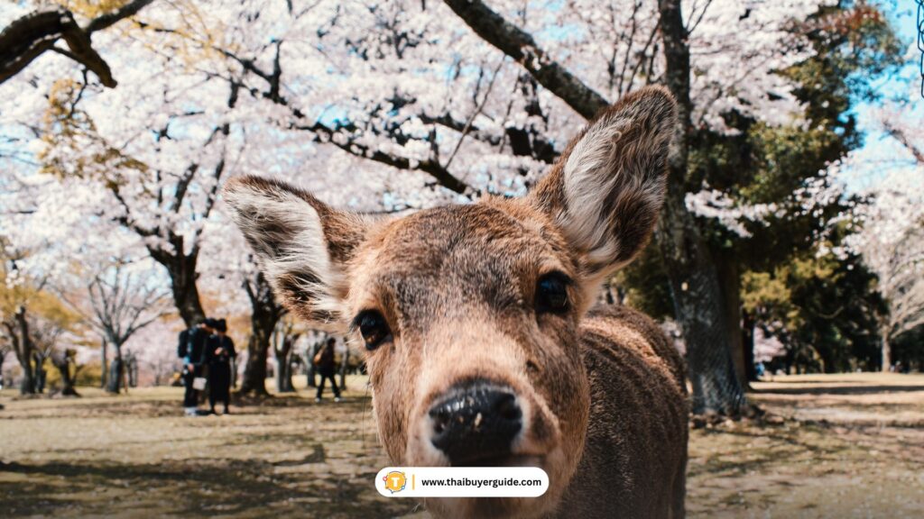 สวนกวางนารา