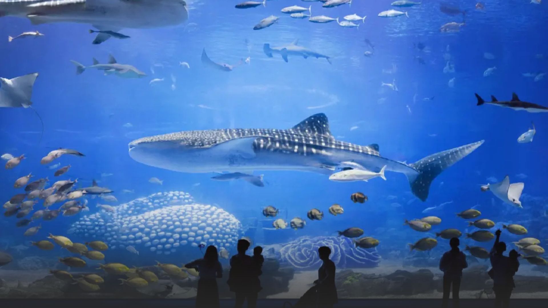 Chimelong Ocean Kingdom