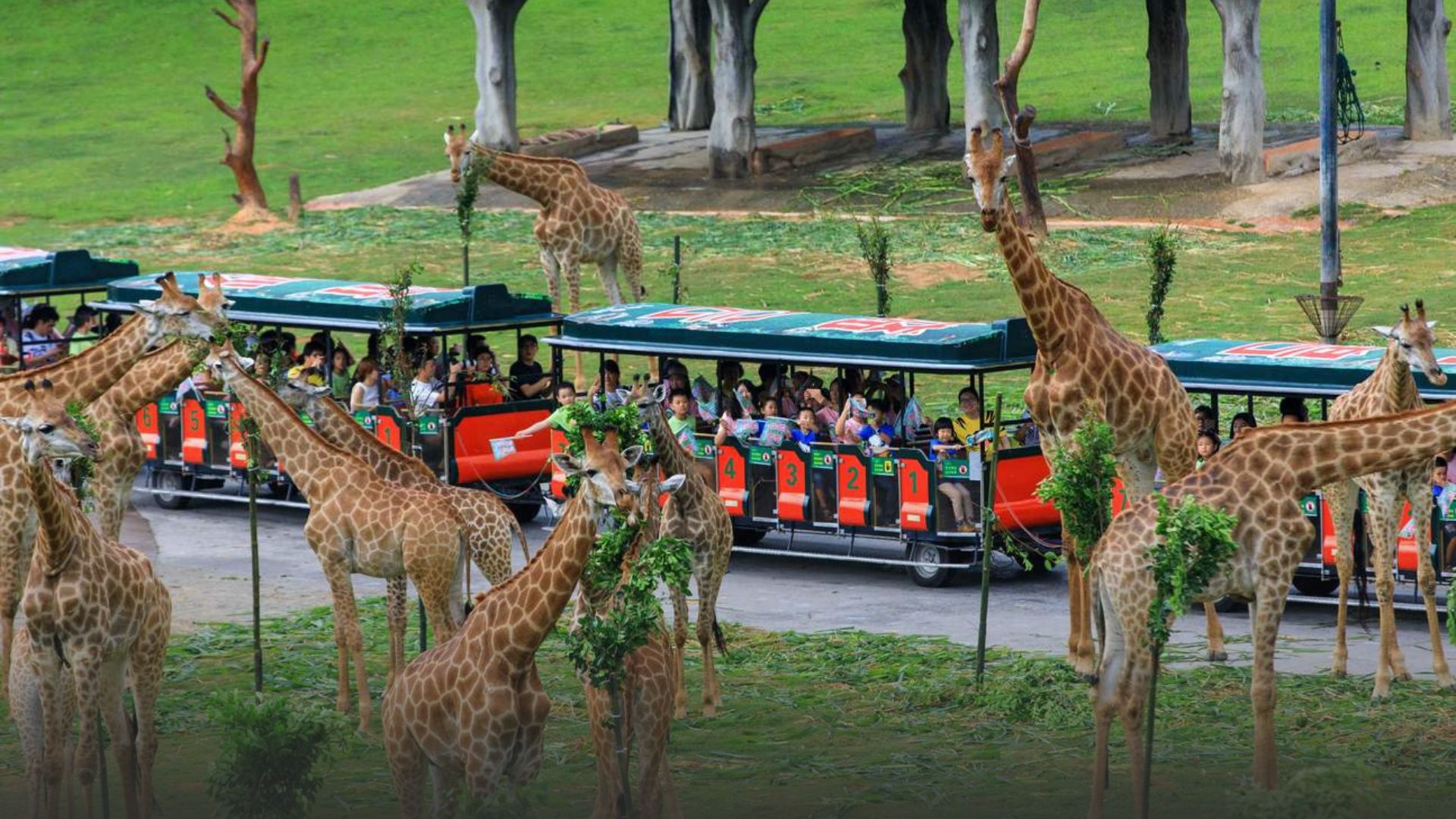 Chimelong Safari Park