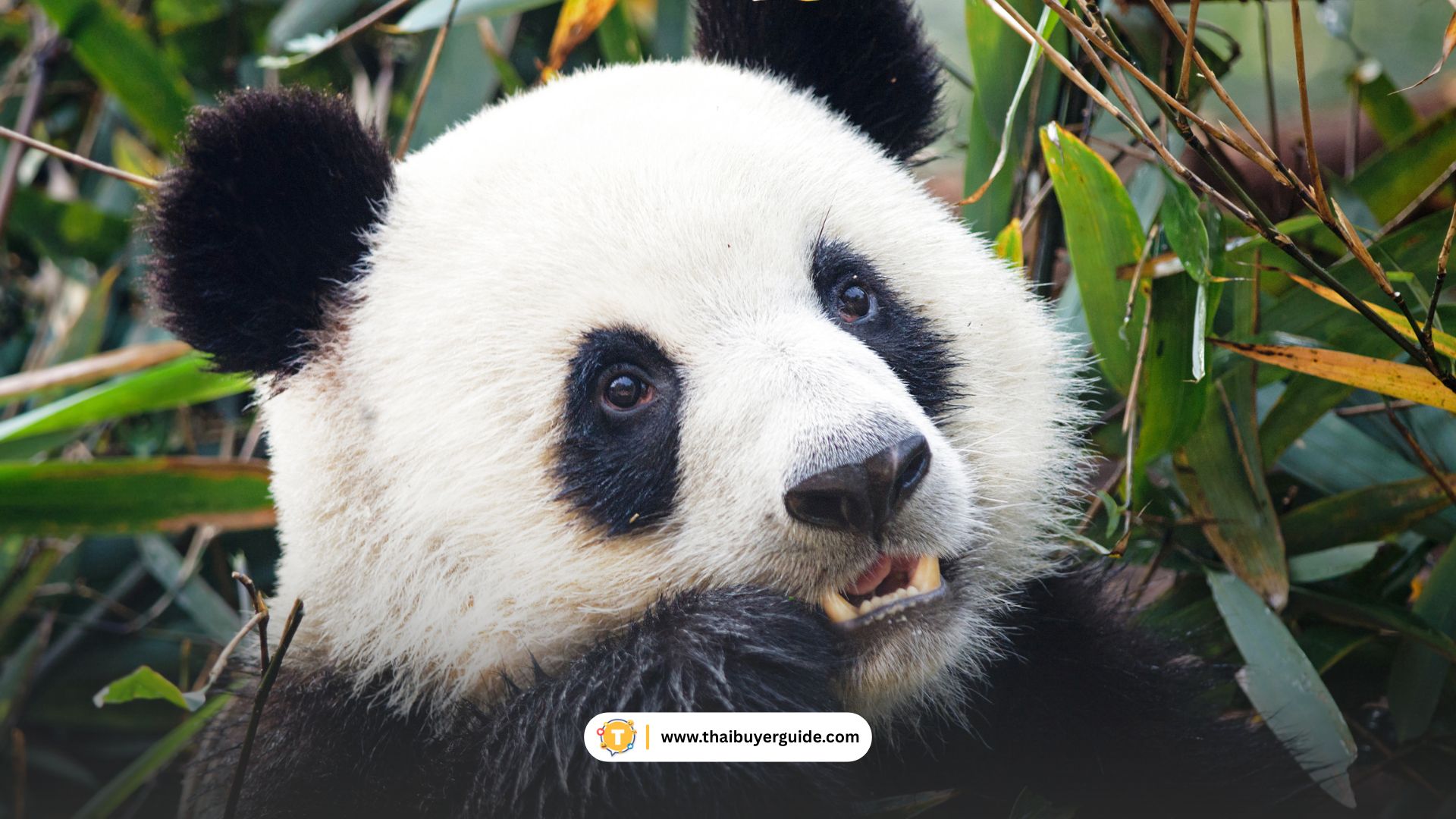 ศูนย์วิจัยและเพาะพันธุ์หมีแพนด้ายักษ์เฉิงตู (Chengdu Research Base of Giant Panda Breeding)