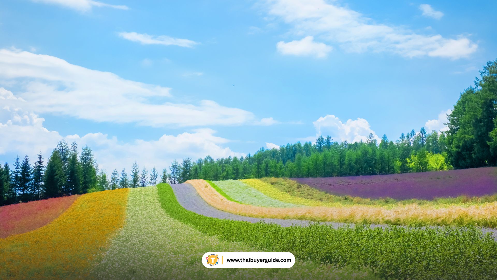 ฟูราโน่ – บิเอะ (Furano – Biei)
