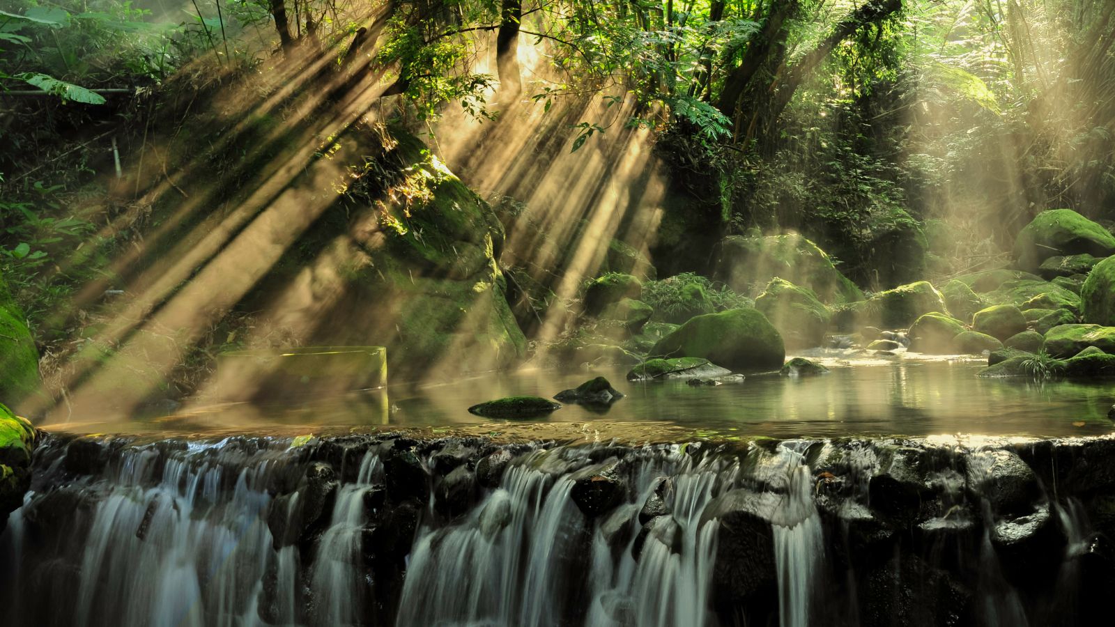  ป่าดิบชื้นนิวกินี (New Guinea Rainforest)