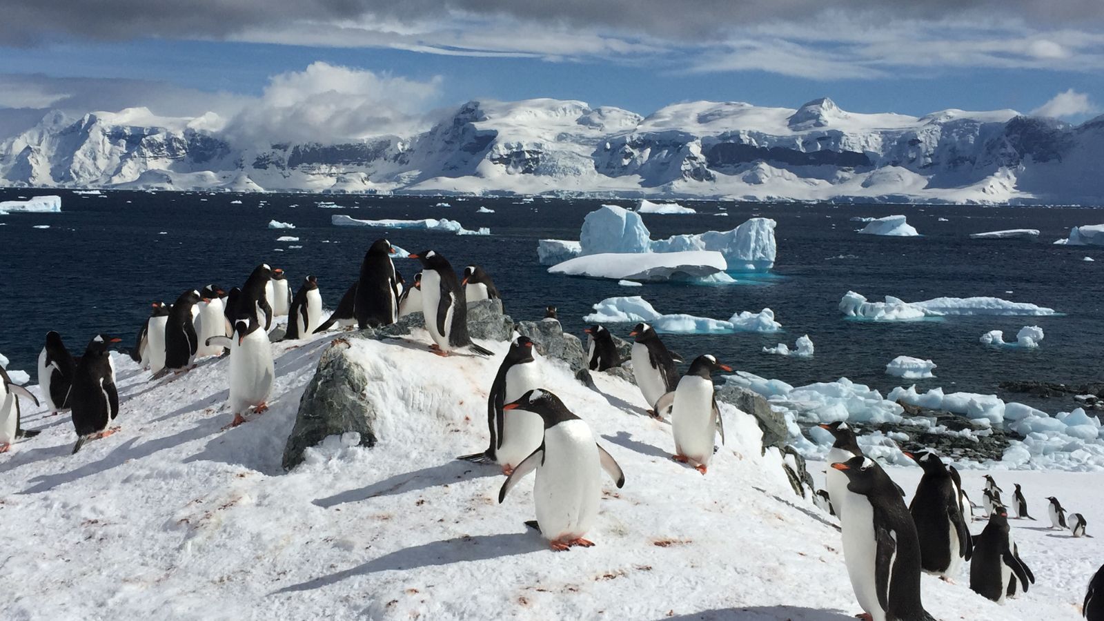 แอนตาร์กติกา (Antarctica)