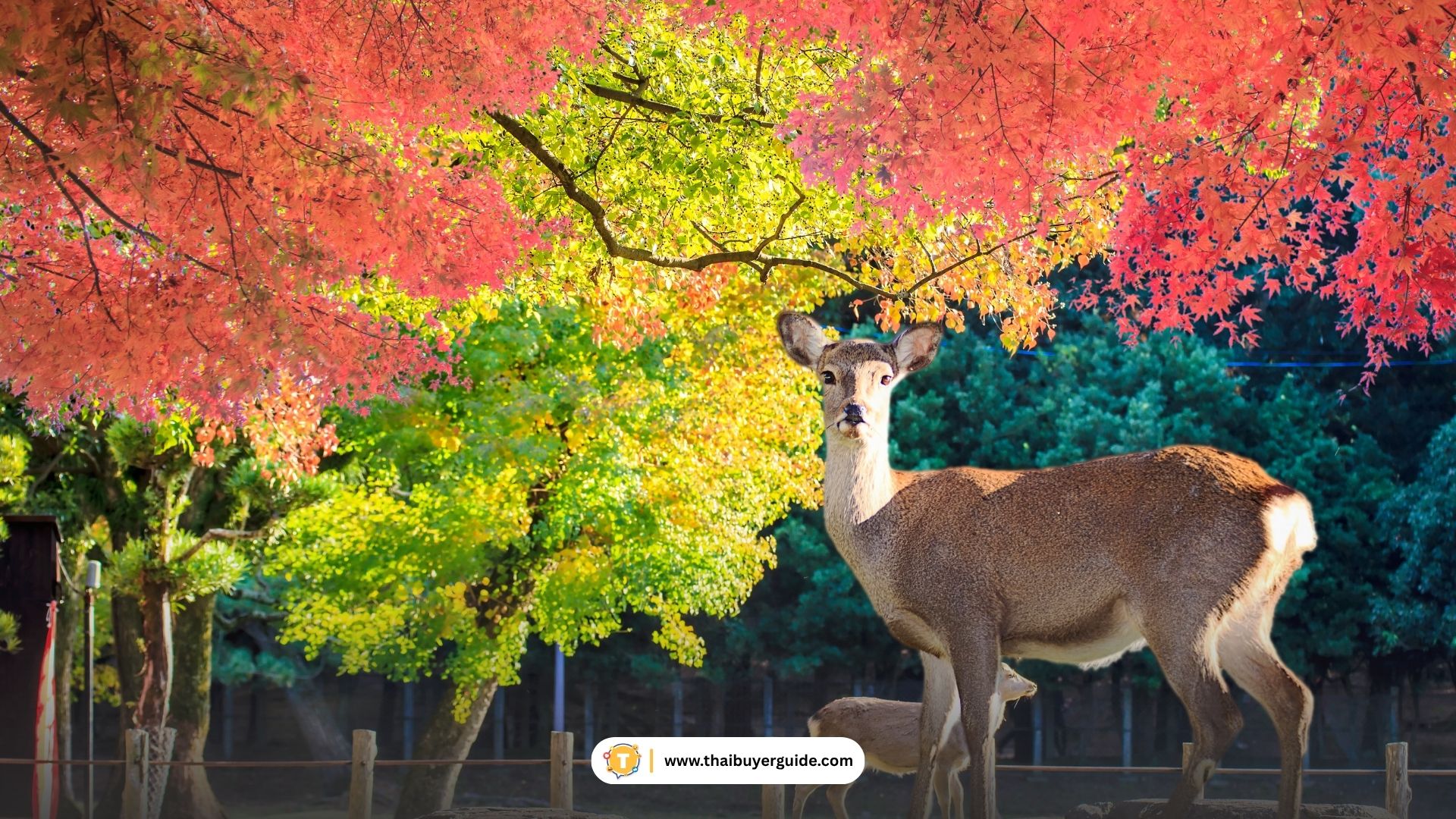 nara