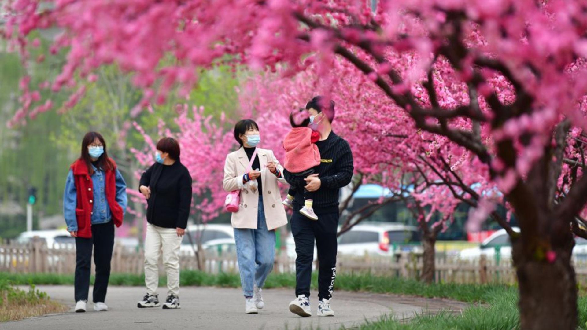 เทศกาลดอกไม้ฤดูใบไม้ผลิ (Hebei Flower Festival)
