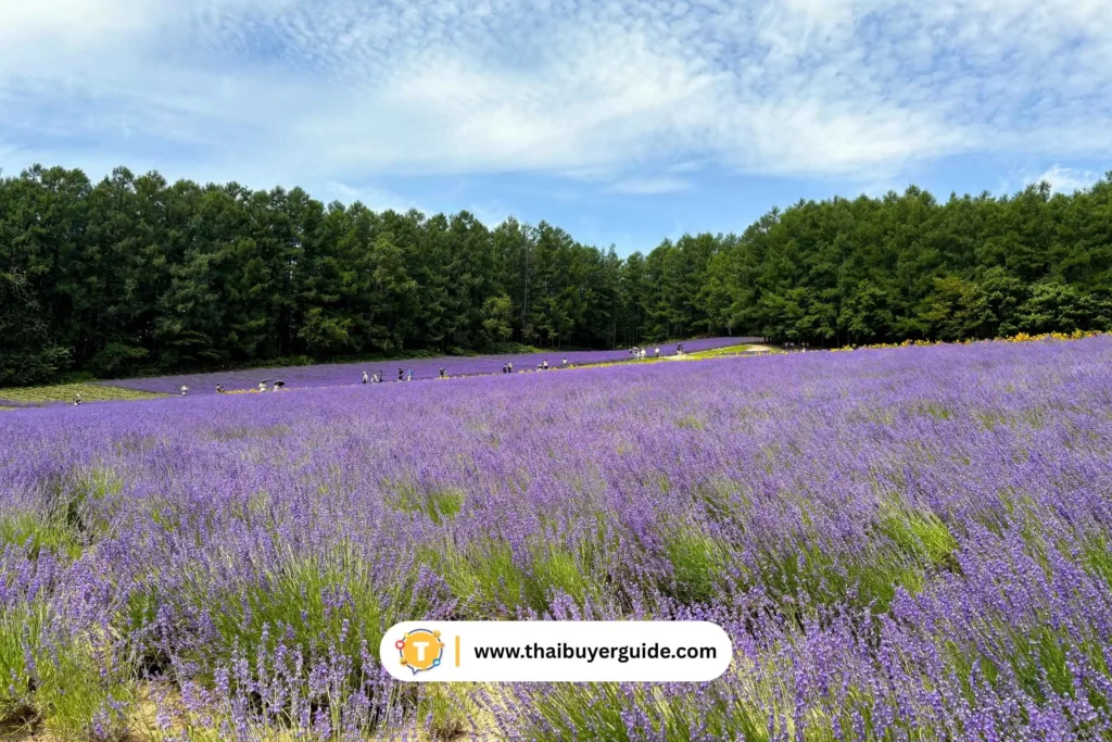 ฟาร์มโทมิตะ (Farm Tomita)