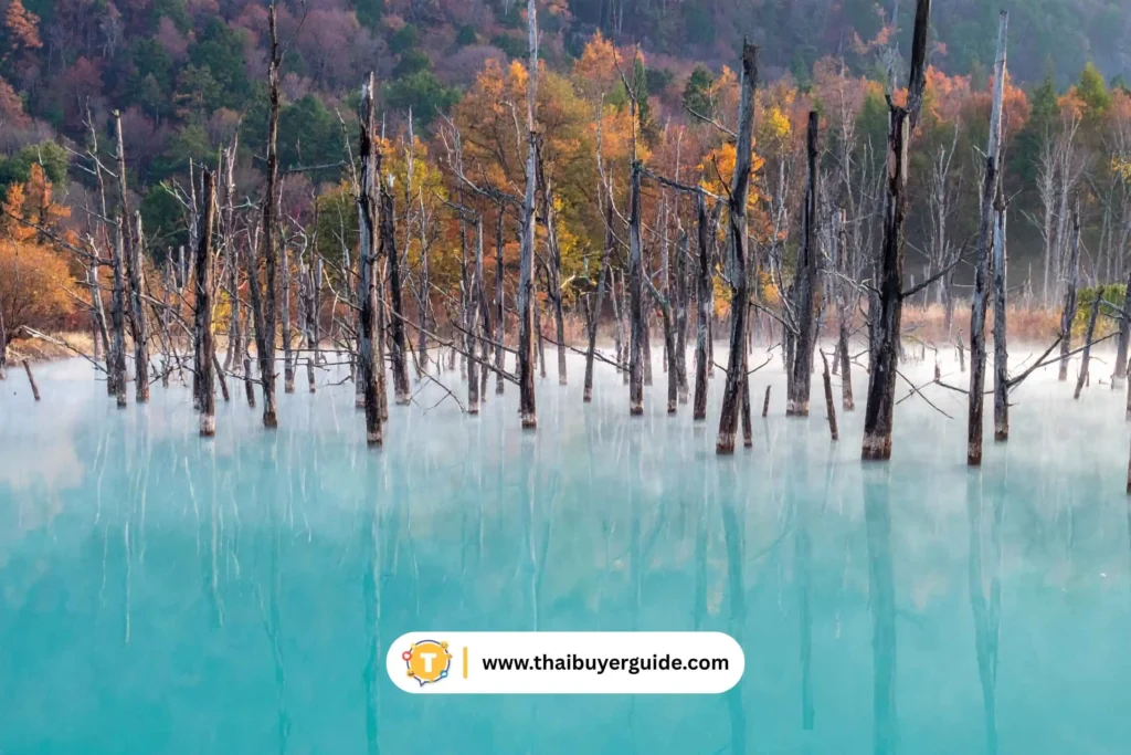 บ่อน้ำสีฟ้าชิโรกาเนะ (Shirogane Blue Pond)