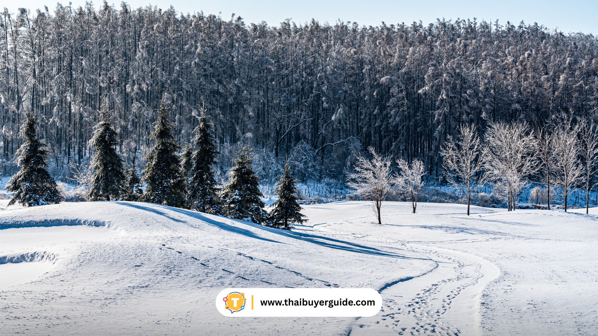 คอร์สสกีมาตรฐานโลก