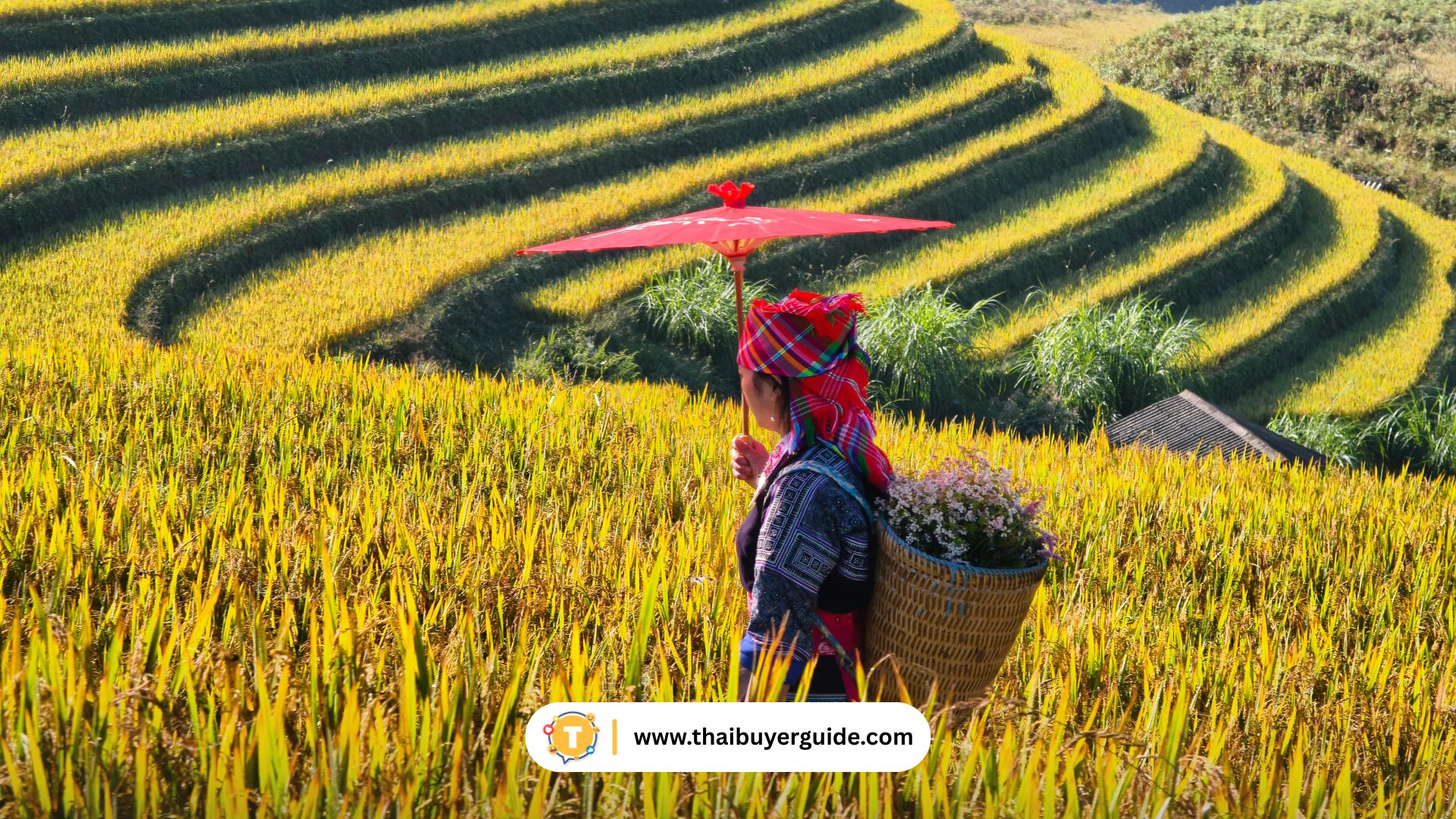 Longji Rice Terraces