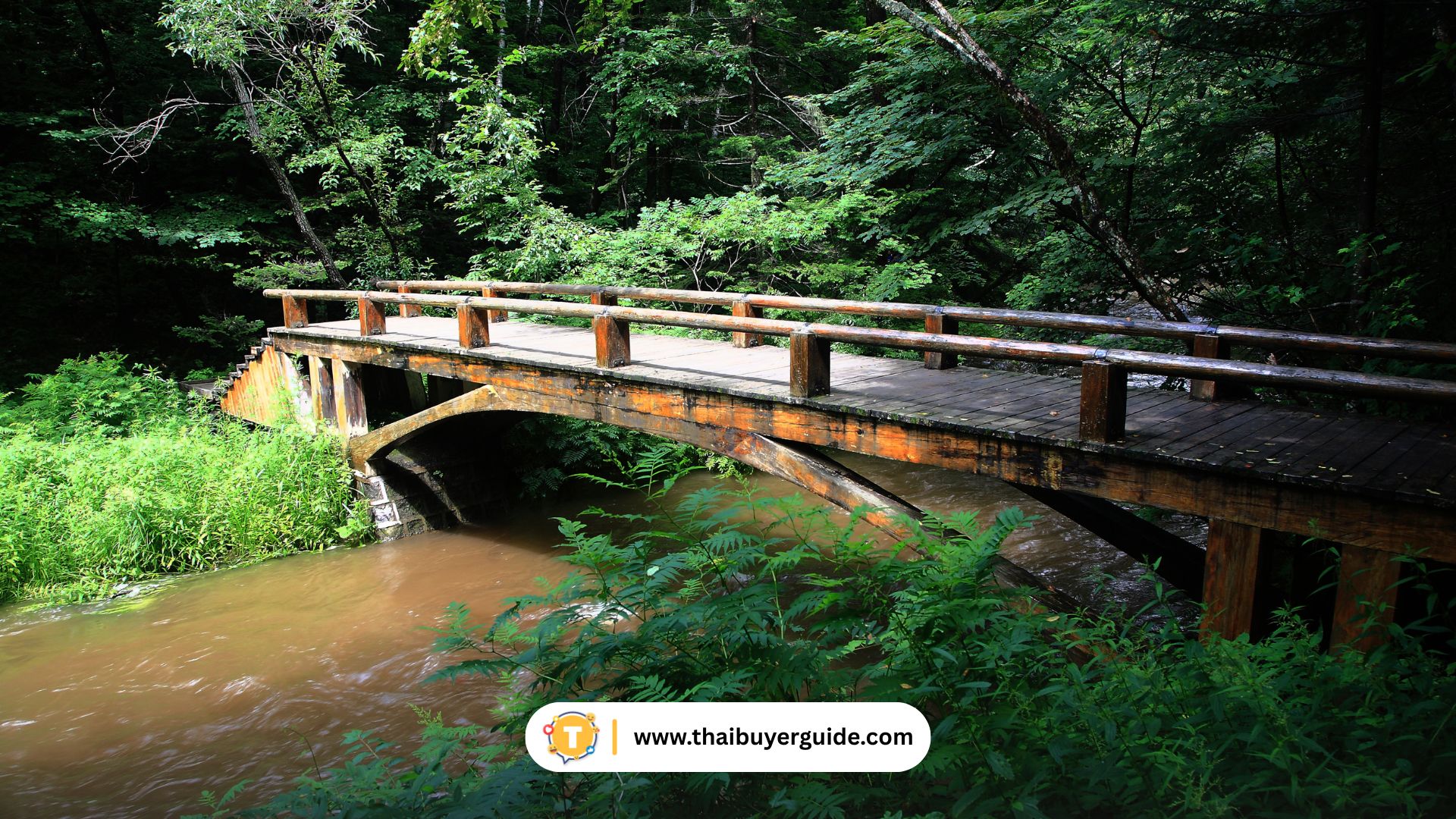 ป่าดึกดำบรรพ์ชางไป๋ (Ancient Forest)