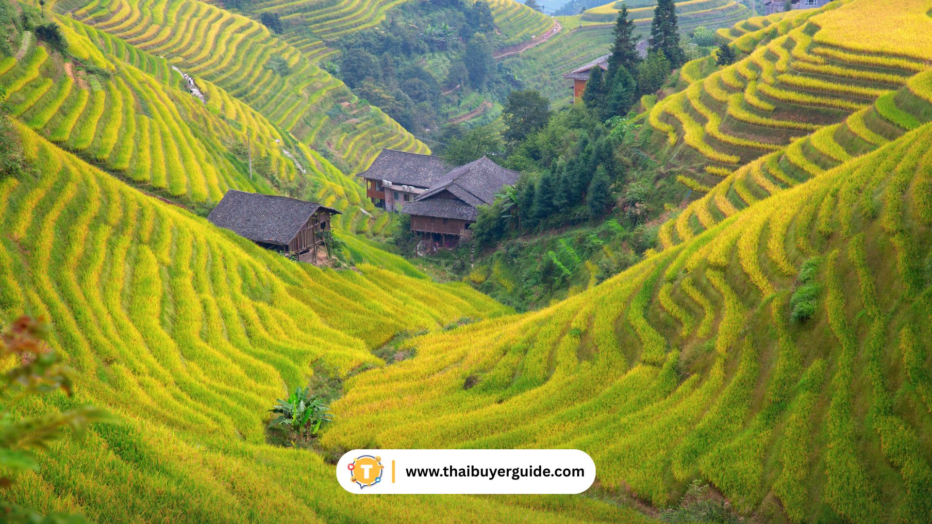 Longji Rice Terraces