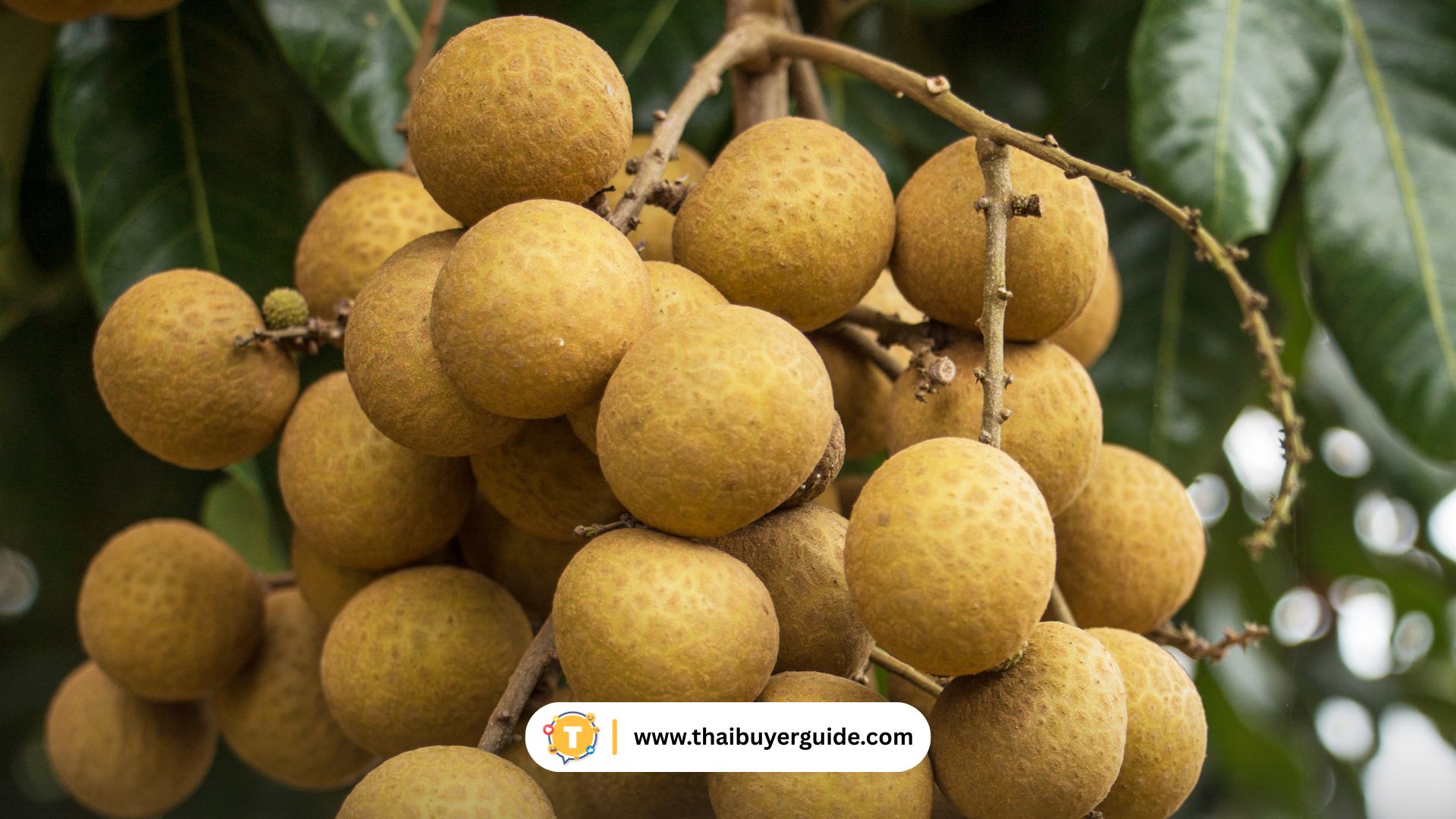 热带水果 (ผลไม้เขตร้อน)