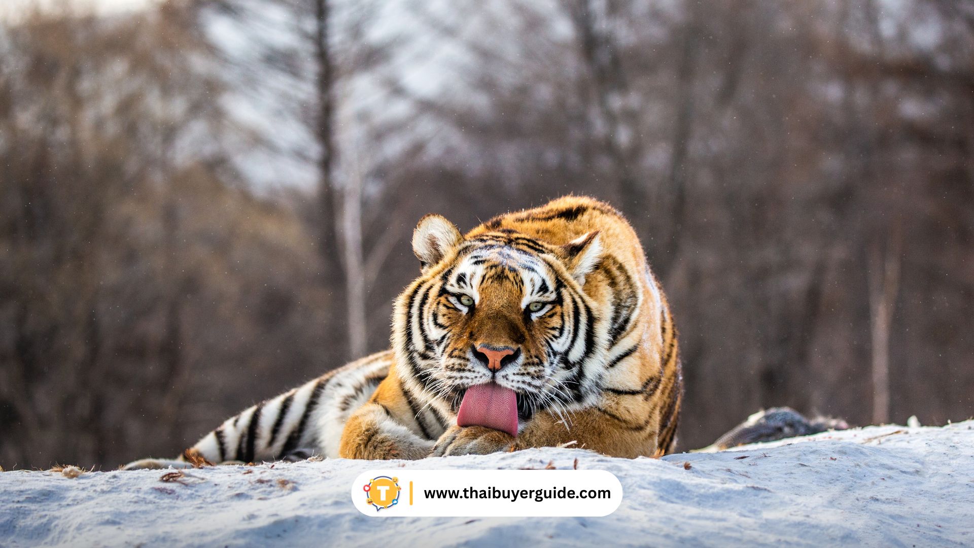 Siberian Tiger Park