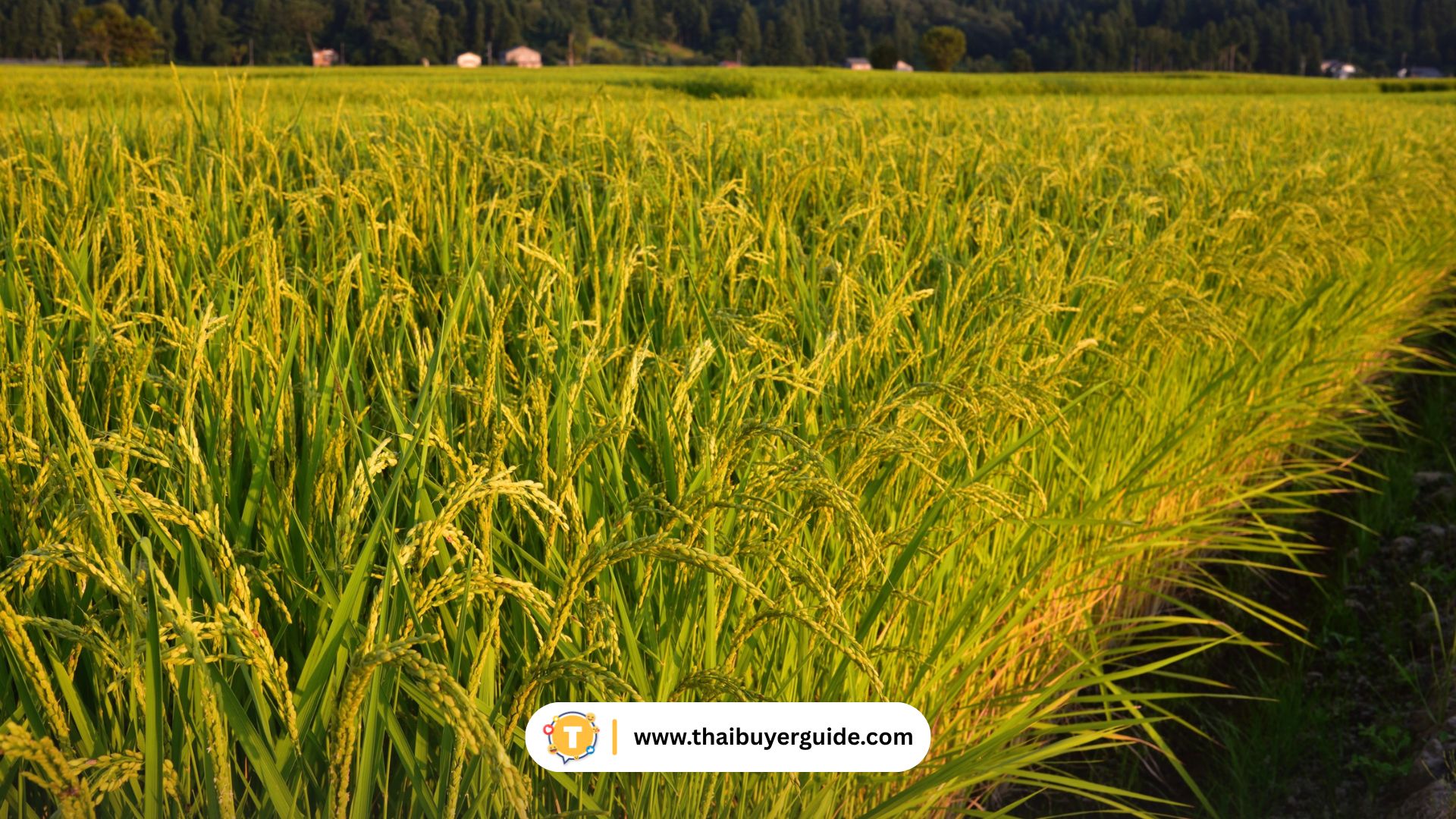 ข้าวไร่ นาขั้นบันไดหลงจี