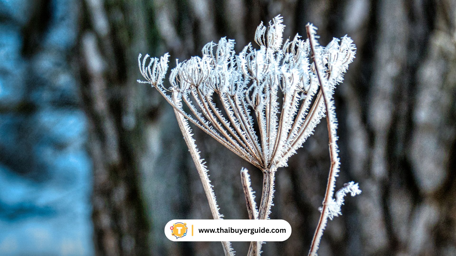 ของที่ระลึกลายเกล็ดน้ำค้าง (Rime Art)