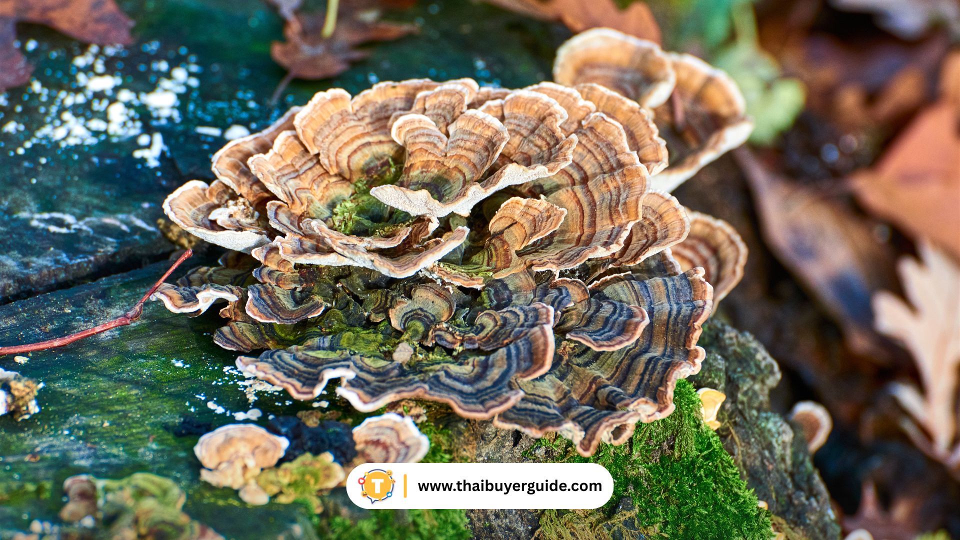 เห็ดและผลิตภัณฑ์ป่าเขาจี๋หลิน