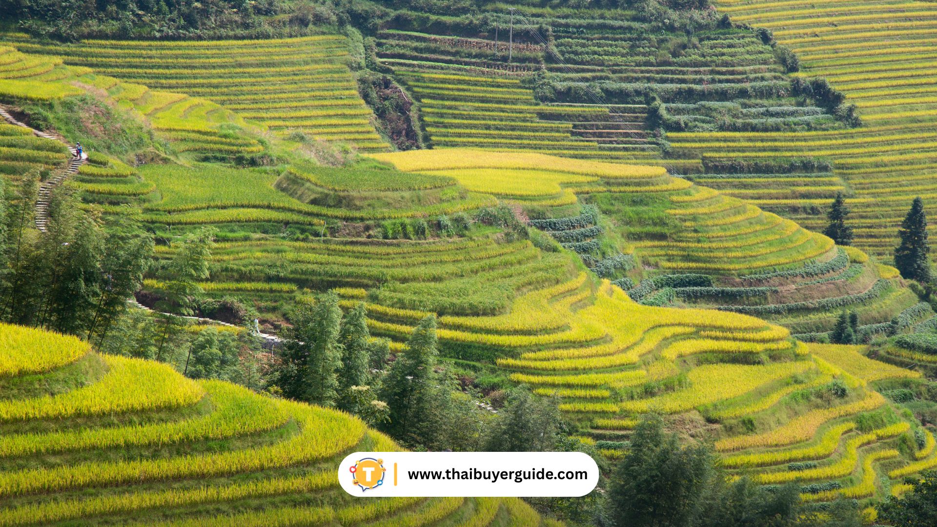 Longji Rice Terraces